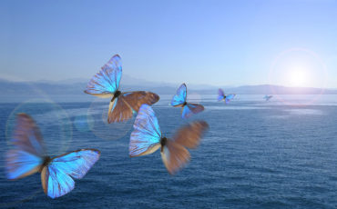papillons-light